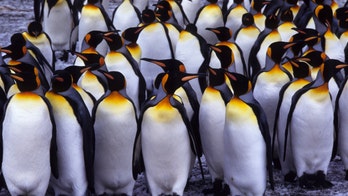 Antarctic penguins release 'extreme' amount of laughing gas via their poop, scientists say