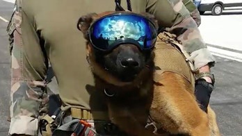Marine dog achieves legendary status in US special operations community