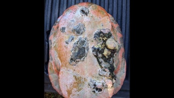 NJ wildlife officials seeing mysterious lesions on wild turtles, ask for public's help