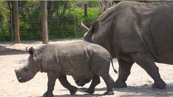 Zoos struggle to cover expenses without visitors: 'We're approaching a tipping point'