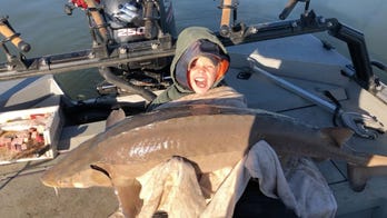Tennessee fisherman, 9, catches 80-pound sturgeon nearly as big as himself