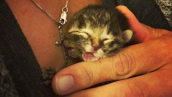 Instagram-famous, two-faced kitten Biscuits and Gravy dies