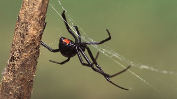 Brothers allowed black widow to sting them believing they'd turn into Spider-Man: report
