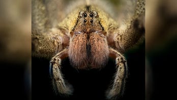 Deadly Brazilian wandering spiders found in bananas sold at Tesco grocery store, family claims