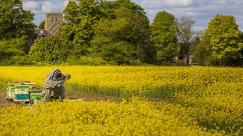 Bees are thriving thanks to 'less traffic, less pollution,' during coronavirus lockdown