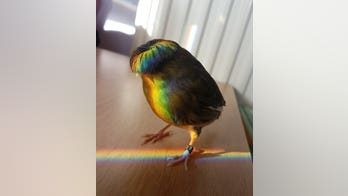 Pet canary goes viral thanks to moptop hair: 'He’s quite a diva'