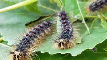 Giant gypsy moths could bring 'serious, widespread' damage to US, officials warn