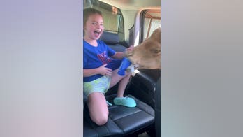 Camel goes viral after it pokes its head into car in search of snacks