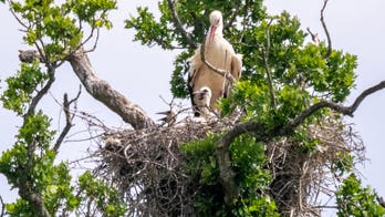 First white storks born in England in 600 years shock onlookers