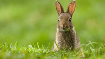 Lethal rabbit virus discovered in California for first time