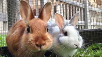 Nevada sees case of deadly rabbit virus: report