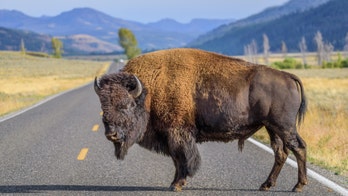 California woman gored by bison at Yellowstone National Park after getting within 10 feet to take photos