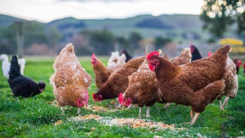 Coronavirus outbreaks at meat processing plants force North Carolina farmers to euthanize 1.5 million chickens