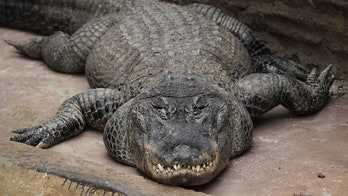 Alligator rumored to have been Hitler's, survived WWII bombing in Berlin, dies in Moscow Zoo at 84