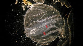 Invasive 'comb' jellyfish cannibalize their young when food is scarce, study reveals