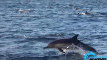 Mega-pod of 1,000 dolphins spotted off California coast