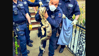 New York City resident finds 8-foot python outside of his front door