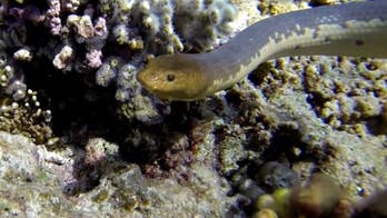 For 15 million years, sea snakes have adapted underwater vision, research shows