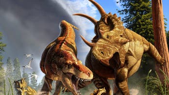 Frightening Tyrannosaurus rex was a 'marathon' walker, new study says