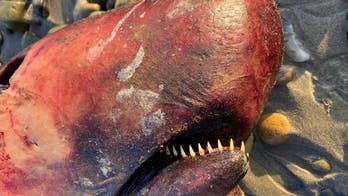 Rare whale with long, spiky teeth washes up at California beach