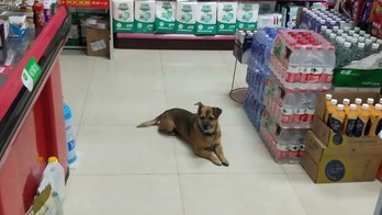 Loyal dog stays at Wuhan hospital 3 months after owner dies of coronavirus