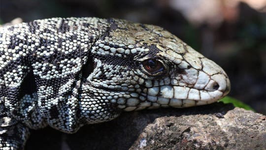 Invasive tegu lizards ‘should be shot on sight’ if seen in Georgia, wildlife group says