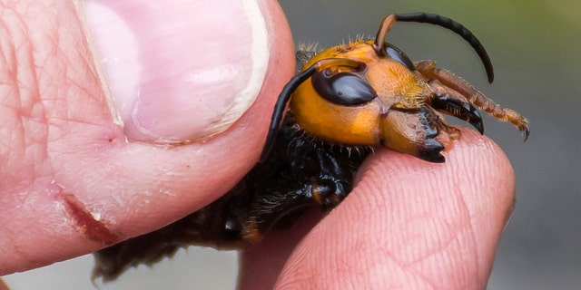 In this April 23, 2020, photo provided by the Washington State Department of Agriculture, a researcher holds a dead Asian giant hornet in Blaine, Washington.