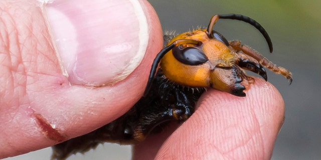 FILE - In this April 23, 2020, photo provided by the Washington State Department of Agriculture, a researcher holds a dead Asian giant hornet in Blaine, Wash. (Karla Salp/Washington State Department of Agriculture via AP)