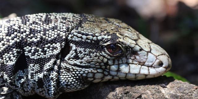 Georgia wildlife authorities are trying to eradicate the invasive Argentine black and white tegu — an omnivorous lizard that can grow up to four feet long and is now established in Toombs and Tattnall counties.