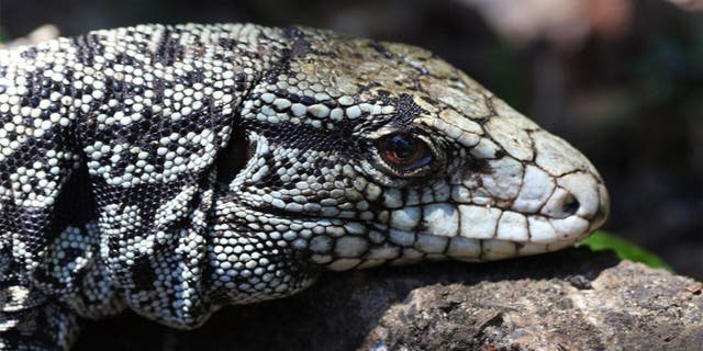 Georgia wildlife authorities are trying to eradicate the invasive Argentine black and white tegu — an omnivorous lizard that can grow up to four feet long and is now established in Toombs and Tattnall counties.