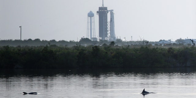 Dolphins swim in a lagoon near Launch Complex 39A at sunrise at Kennedy Space Center in Florida on May 30, 2020.