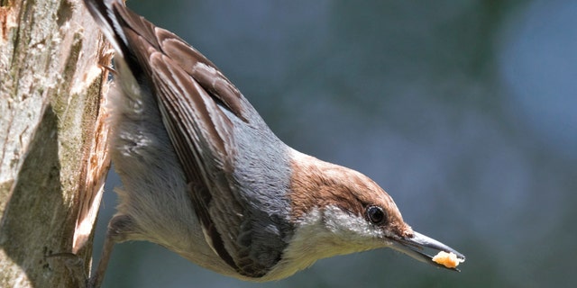 A brown-headed nuthatch bird in North Carolina. An interest in birdwatching has soared nationwide as bored Americans look up from their Zoom meetings or the unemployment website and notice a fascinating world just outside their window. 