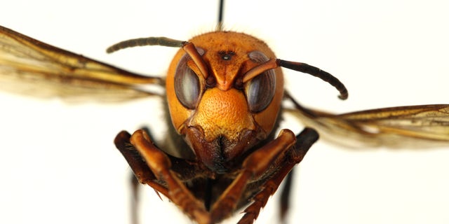 In this Dec. 30, 2019, photo provided by the Washington State Department of Agriculture, a dead Asian giant hornet is photographed in a lab in Olympia, Wash. The world's largest hornet, a 2-inch long killer with an appetite for honey bees, has been found in Washington state and entomologists are making plans to wipe it out. Dubbed the "Murder Hornet" by some, the Asian giant hornet has a sting that could be fatal to some humans. It is just now starting to emerge from hibernation. (Quinlyn Baine/Washington State Department of Agriculture via AP)