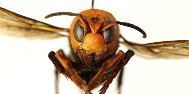In this Dec. 30,2019 years photo provided by the Washington State Department of Agriculture,a dead Asian giant hornets is filmed in a laboratory in Olympia, Wash. The world's largest hornet, a 2-inch-long killer have an appetite for bees, it has been found in Washington state and entomologists are plans to wipe it off. Is called