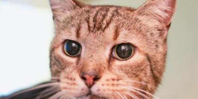 A cat currently available for adoption from the Atlanta Humane Society.