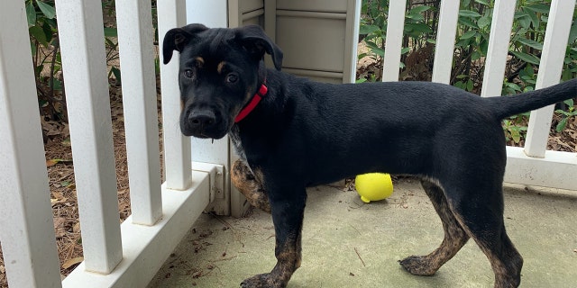 A dog fostered and then adopted during COVID-19 pandemic.