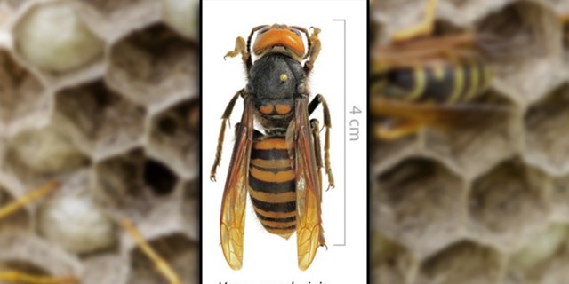 The invasive Asian giant hornet has been sited in Washington state for the first time in the U.S.
