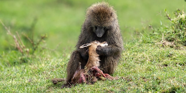 When the adult finished up with the carcass, a younger baboon picked it up, additional photos show. (Mediadrumimages / Nimit Virdi)