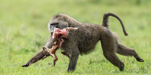 A baboon snatched up a baby gazelle and tore it to shreds in front of a wildlife photographer at a Kenya preserve – in a gory scene caught on camera. (Mediadrumimages / Nimit Virdi)