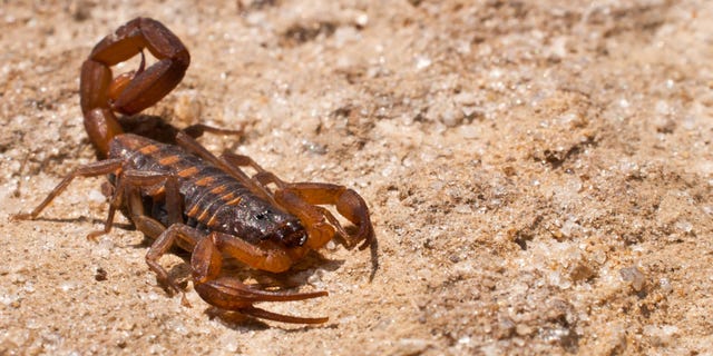 “I realized it was a scorpion straight away and was a bit freaked out but it wasn't moving at first so I figured maybe it had died,” Matt Fry told The Sun.