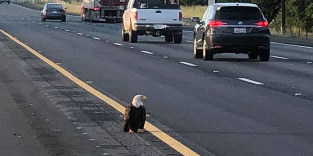 Injured bald eagle rescued from California interstate 2 The injured bald eagle was found on the I-5 near Knighton. (COURTESY: CHP - REDDING)