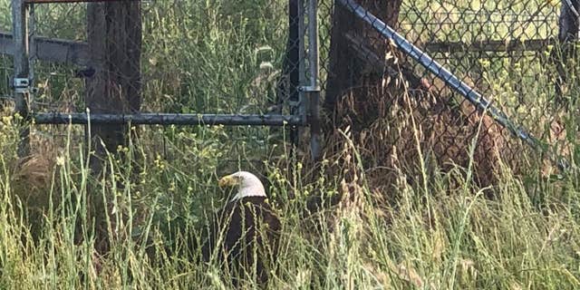 Injured bald eagle rescued from California interstate 3 California Highway Patrol officers were able to get the eagle off the interstate. (COURTESY: CHP - REDDING)