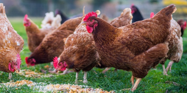 Bird flu has extended across several counties in the United Kingdom.