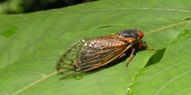 A newly emerged adult cicada from brood X suns itself on a leaf May 16, 2004 in Reston, Virginia - file photo.