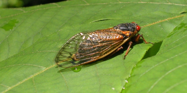 A newly emerged adult cicada from brood X suns itself on a leaf May 16, 2004 in Reston, Virginia - file photo.