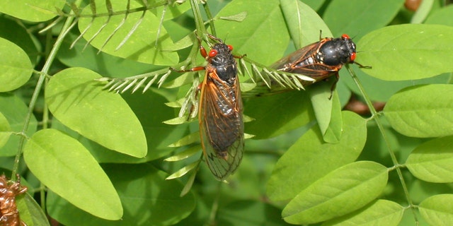 Adult cicadas from brood X dry their wings on leaves May 16, 2004 in Reston, Virginia. - file photo.