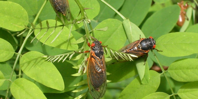 Adult cicadas from brood X dry their wings on leaves May 16, 2004 in Reston, Virginia. - file photo.