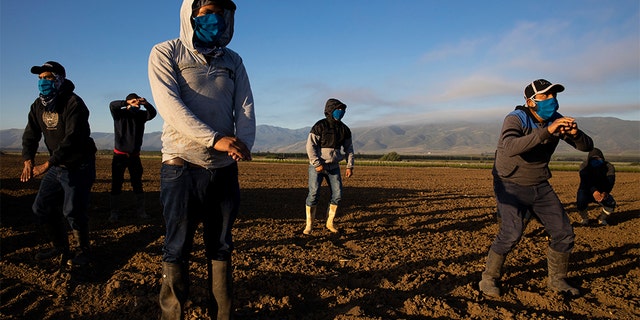 GREENFIELD, CA - APRIL 28: Farm laborers with Fresh Harvest arrive in the early morning to begin harvesting on April 28, 2020 in Greenfield, California. (Brent Stirton/Getty Images)