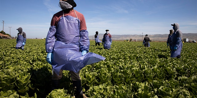 Farm laborers from Fresh Harvest working in Greenfield, California. (Photo by Brent Stirton/Getty Images)