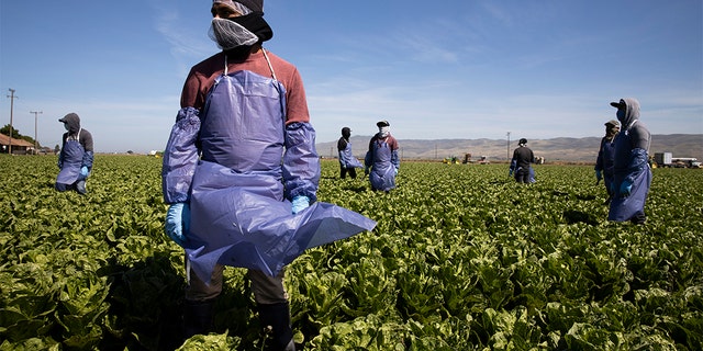 Farm laborers from Fresh Harvest working in Greenfield, California. (Photo by Brent Stirton/Getty Images)